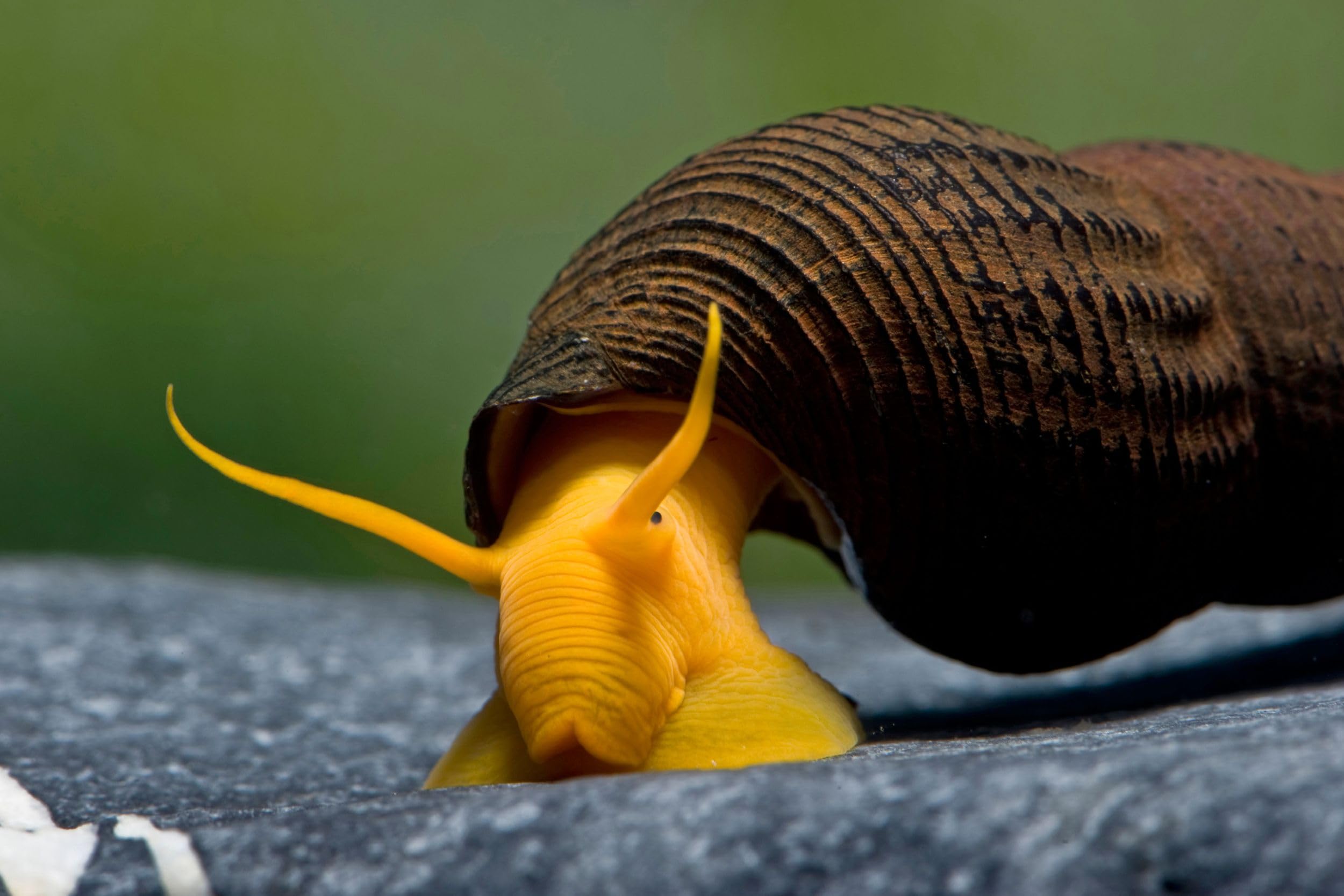 NatureHolic Orange Felsenschnecke Tylomelania sp. 3 Stück - Aquarium Schnecke lebend - auffällig gefärbte Algenfresser Schnecke - geeignet ab 45l Becken - Natürliche Aquarien Reinigung
