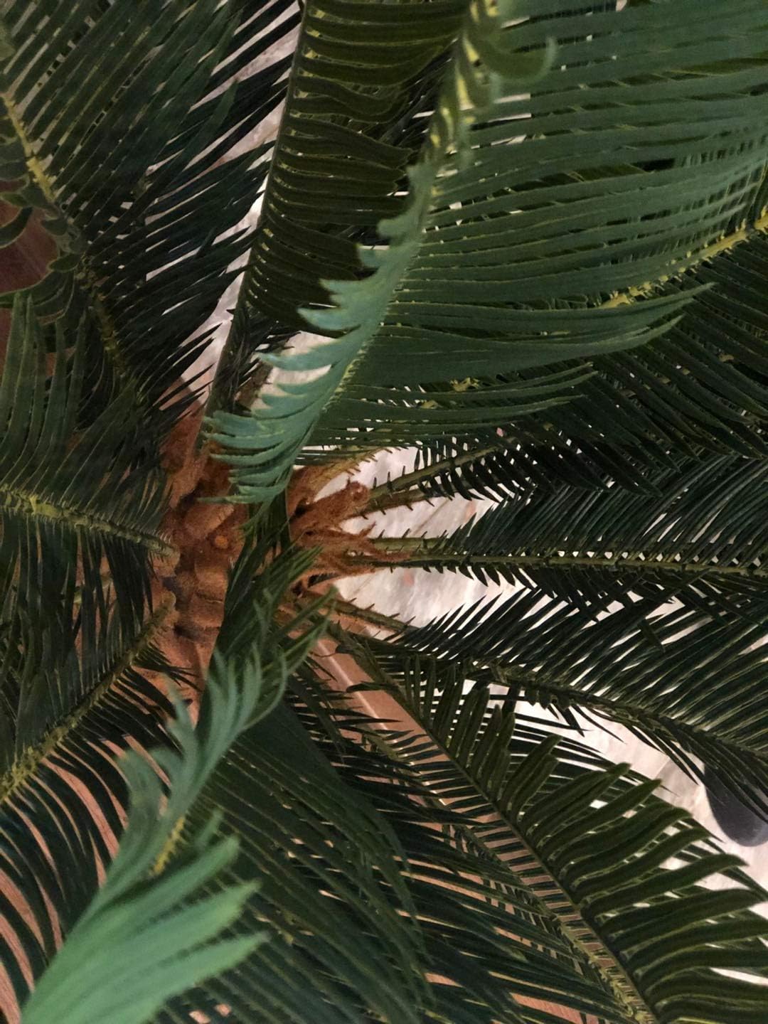 AMERIQUE Gorgeous 3 Feet Cycas Revoluta Sago Palm Tree Artificial Plant with Nursery Pot, Feel Real Technology