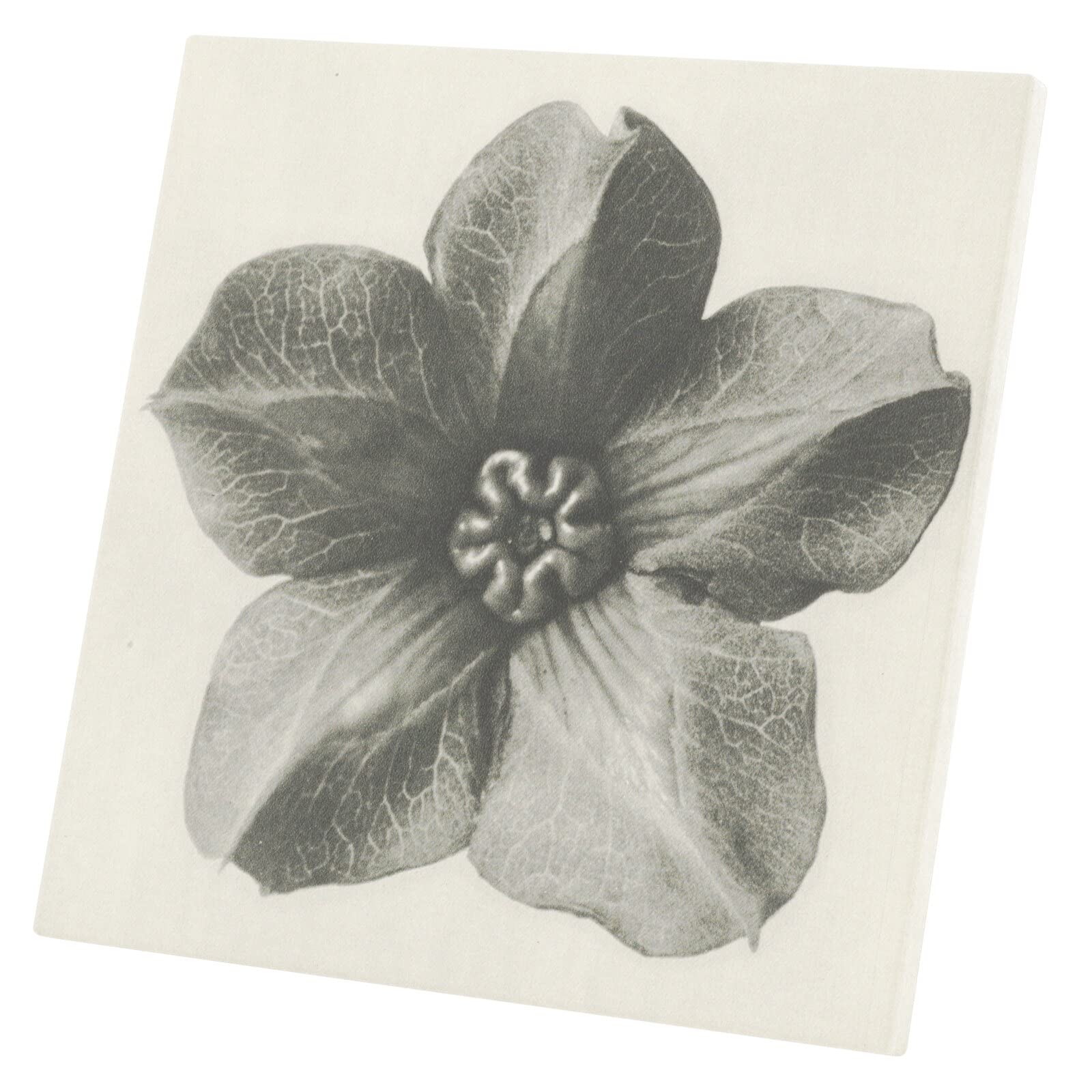Illustration monochrome ancienne fleur tableau décoratif rétro