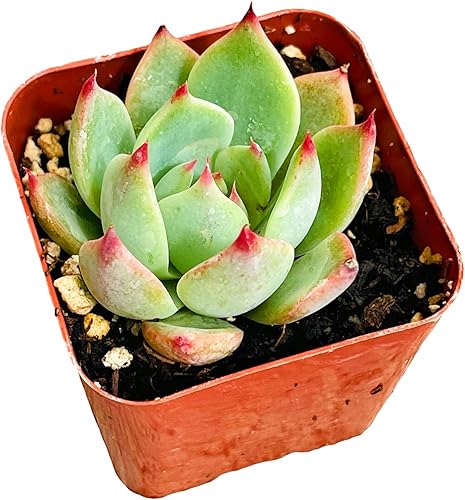 Miniatura 2 de Plantas suculentas de cactus vivos de USKC (maceta de 2 pulgadas Echeveria Colorata)