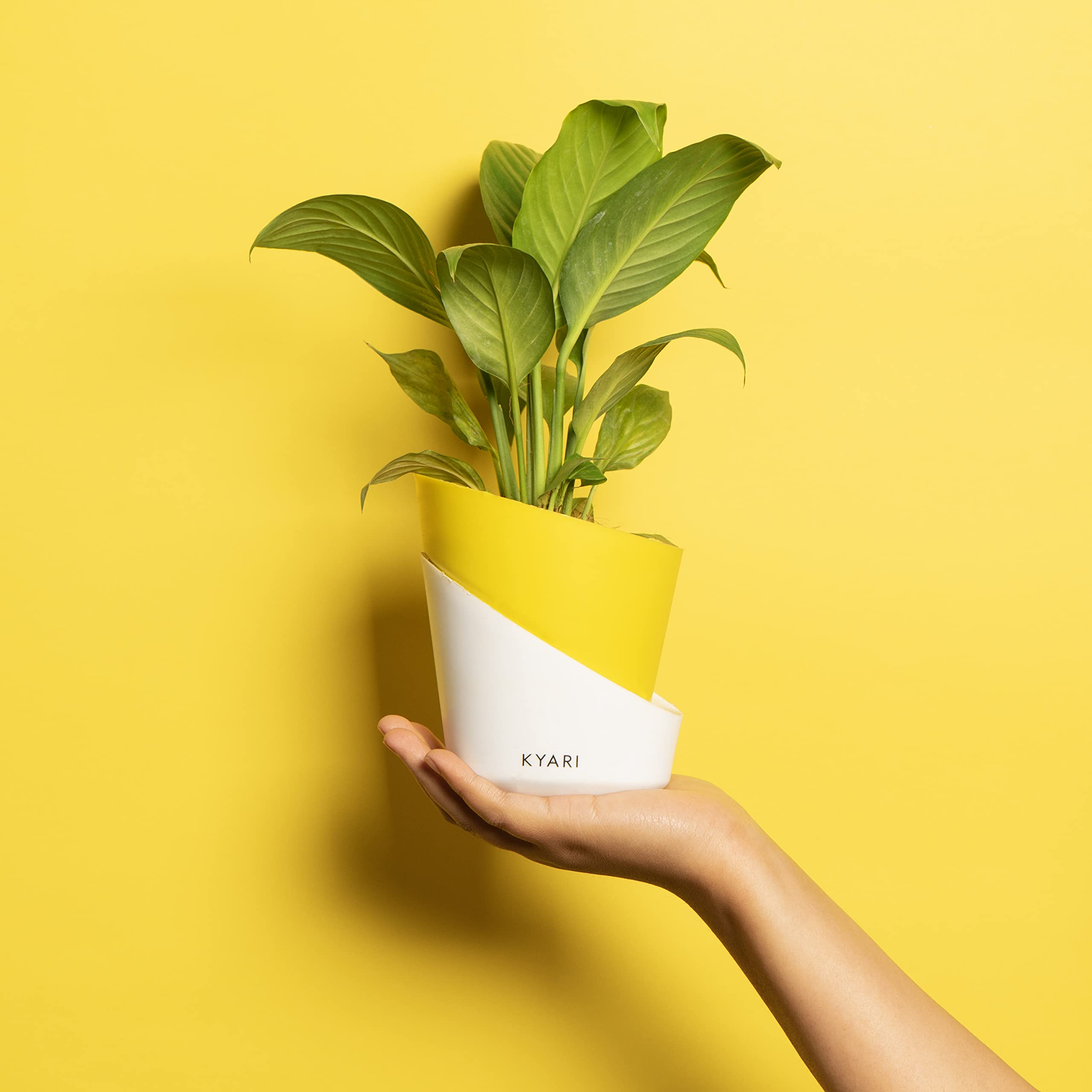 KYARI Peace Lily Indoor Plants for Living Room | Live Plants | Plants with Lemon Yellow Pot for Home | Air purifier plants | Plants for Home Decor | Plants for garden | Indoor Plants for bedroom