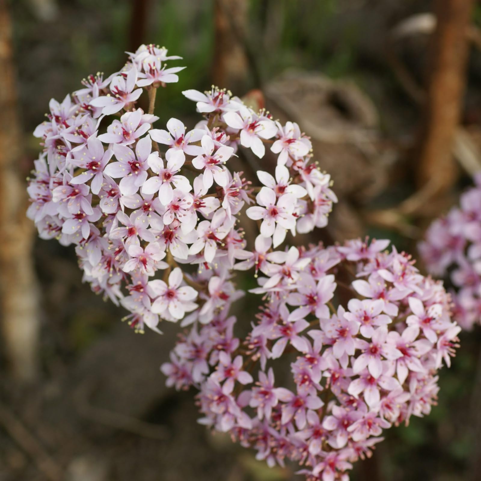 Carbeth Plants Darmera peltata Marginal Pond Plants for Small Ponds 2 x 9cm Pot, Umbrella Plant Live
