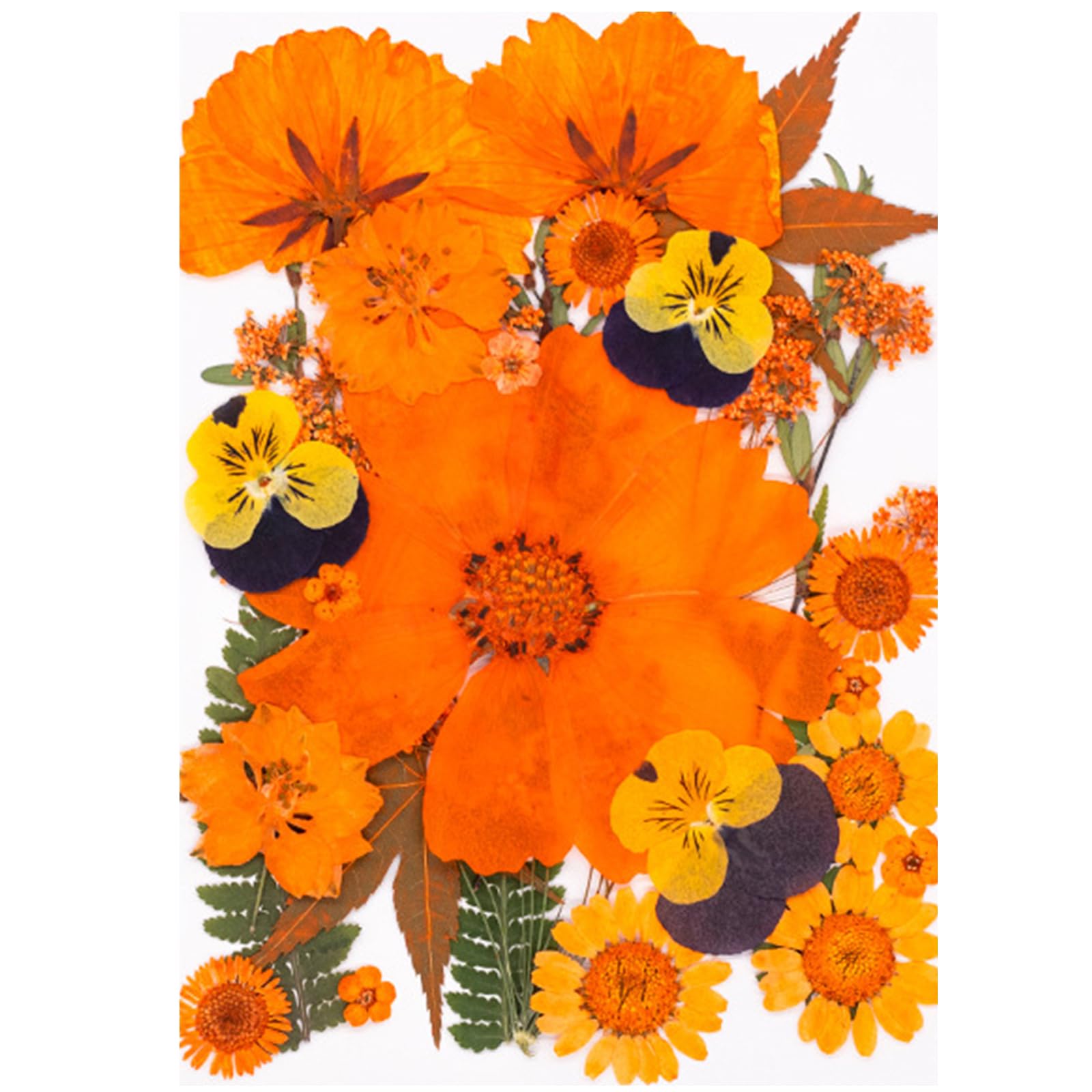 Jazuaiao 30 Pressed Plant Specimens for Home Decoration Greeting Cards Framed Art Projects Preserved Flower Home Decoration