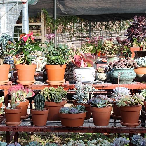 Miniatura 4 de Yishang Macetas de terracota poco profundas para suculentas, contenedores de cactus de 7 pulgadas, macetas de bonsái para jardín interior con