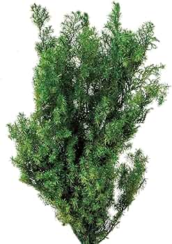 71ugO9aUCSL._AC_UF350,