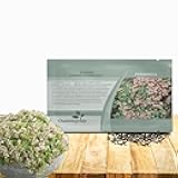 Hispanicum Sedum Seeds - 1000 Pcs Perennial Ground Cover Seeds for Planting, Cold-Hardy & Heat-Tolerant Succulent Plants, Ideal for Rock Gardens, Containers, and Xeriscaping