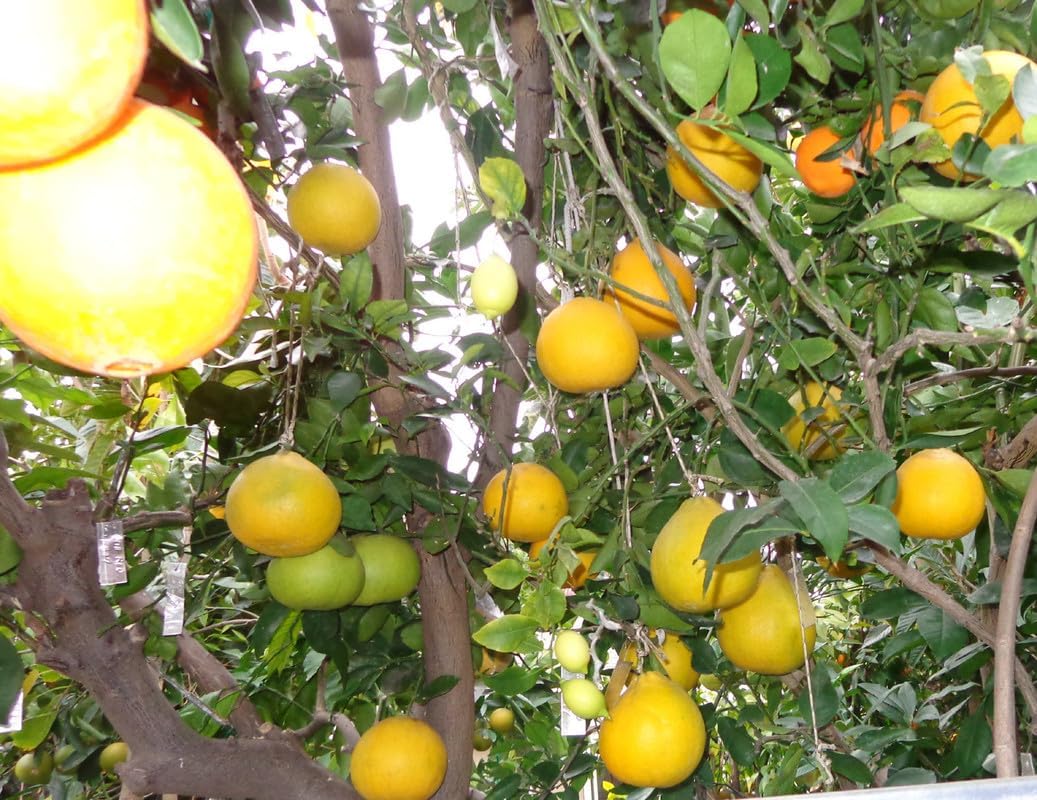 Live 3Ft Pomelo Tree Grafted, Grapefruit Tree, Pomelo Tree