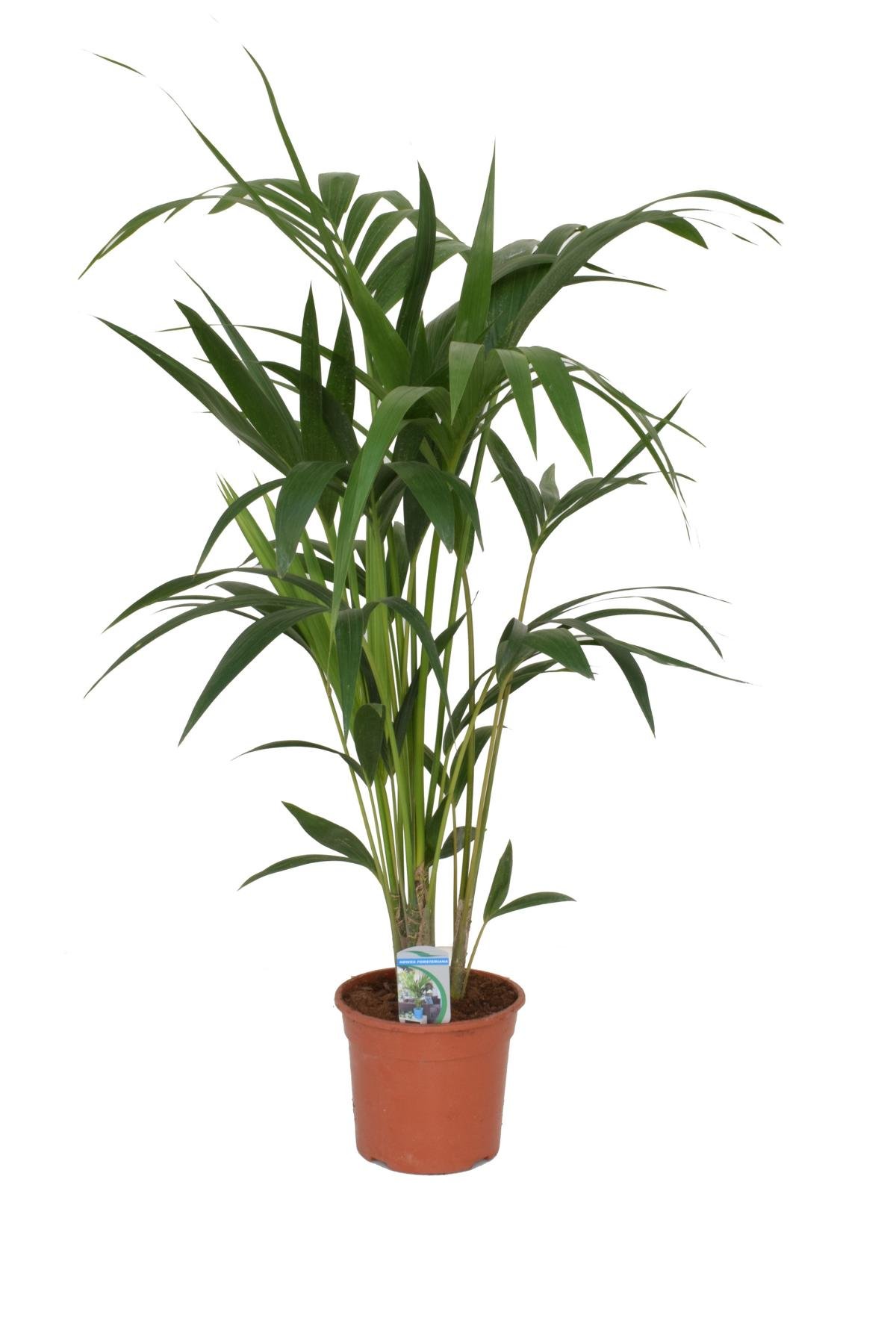 monstera obliqua peru warum so teuer Monstera Obliqua 'Peru'  Foliage Dreams