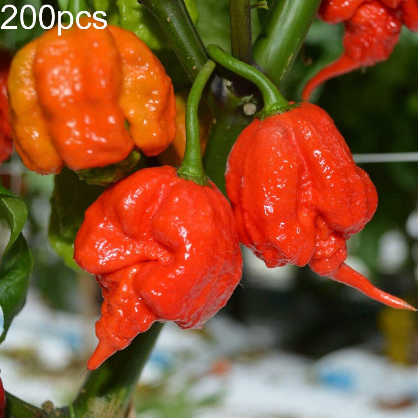Seed Plant 100/200Pcs Carolina Reaper Hot Pepper Chili Seeds Bonsai Vegetable Plant Decor - 200pcs Hot Pepper Seeds