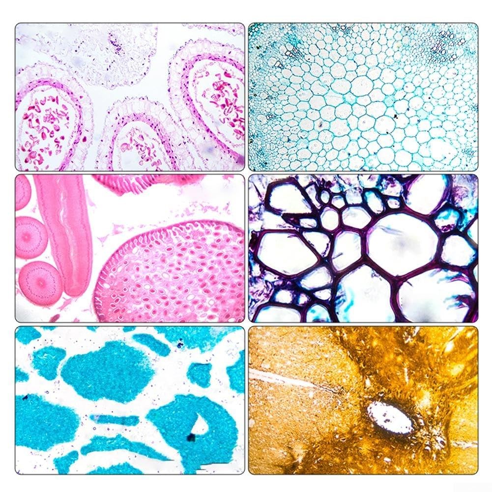 Obiettivo acromatico 195 per microscopi biologici, caratteristiche immersione in olio e design elastico per una visione sicura da 4X a 100X ingrandimento (20X)