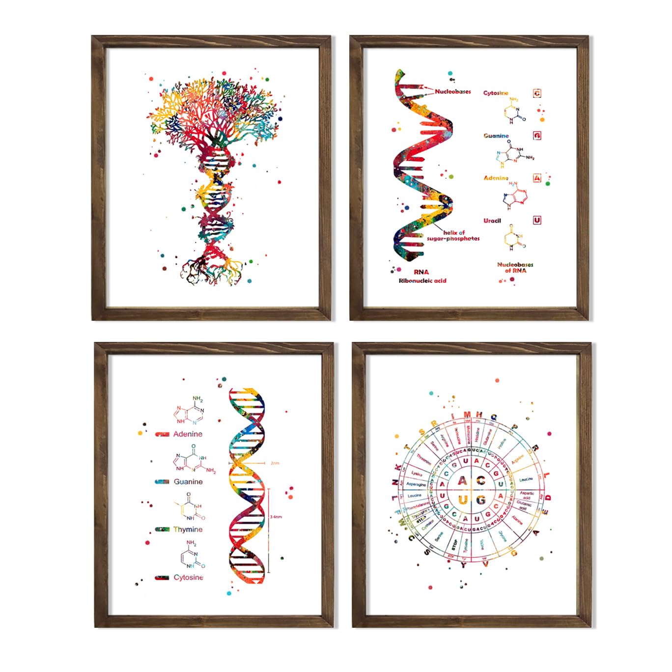 DNA Genetic Code Watercolor Art 8x10 Unframed Print Set Chemistry Laboratory Science Microbiology Teacher Double Helix Doctor Chemist Nurse Student Classroom Wall Office Medical Art Decor Poster Gift