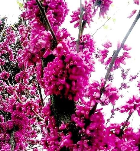 Miniatura 6 de 50 semillas de flor de cerezo japonés, flor rara y resistente rápida Sakura Bonsai