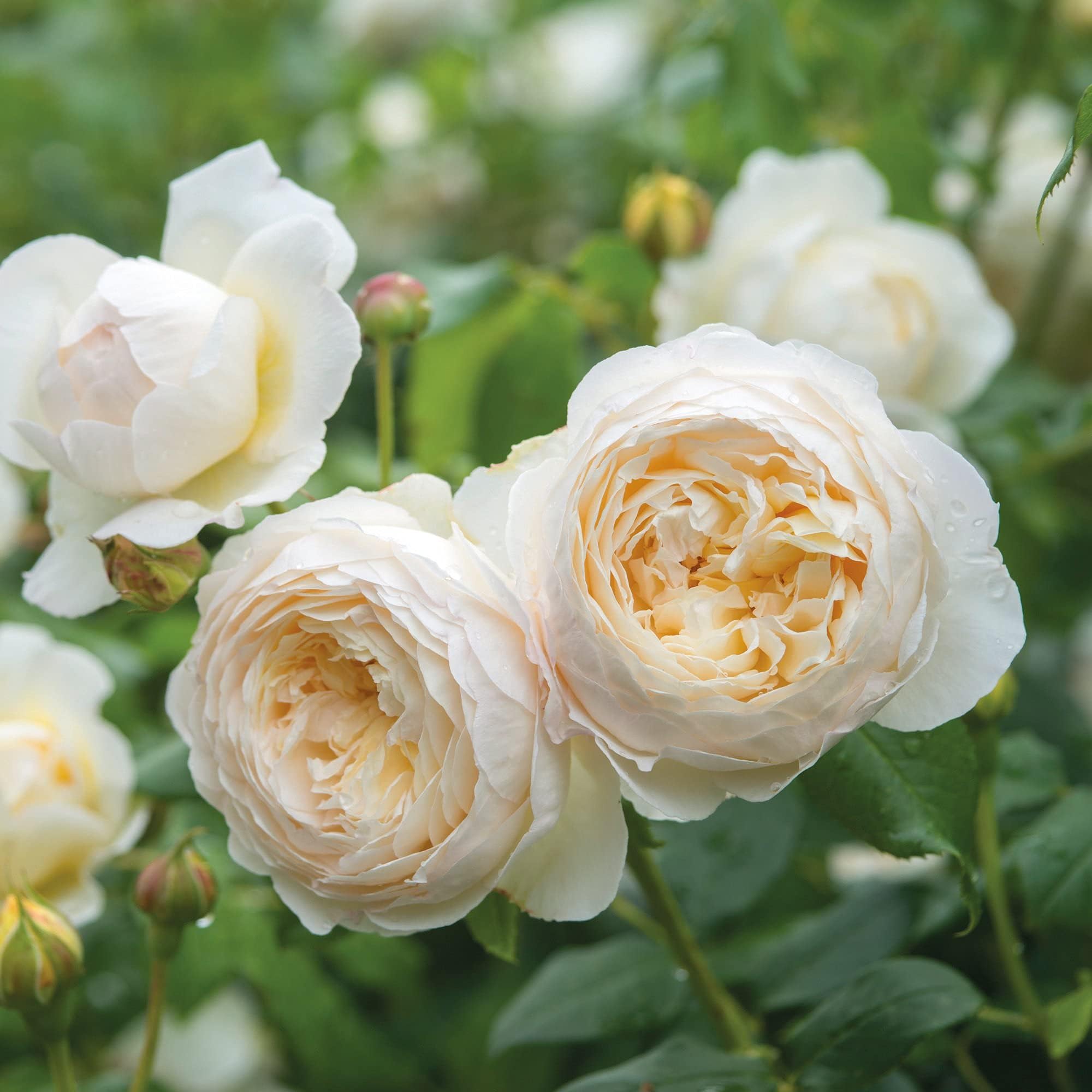 Aiden Gardens Rare Grafted Climbing Rose Plant Claire Austin Creamy White Blooms 2 Live Plant