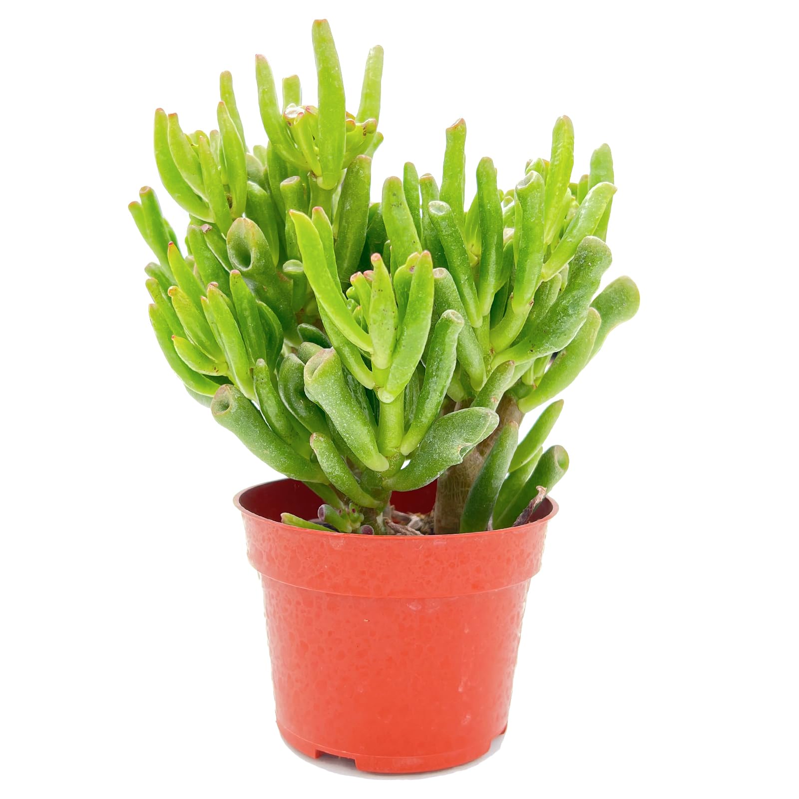Sprout N Green Gollum Jade