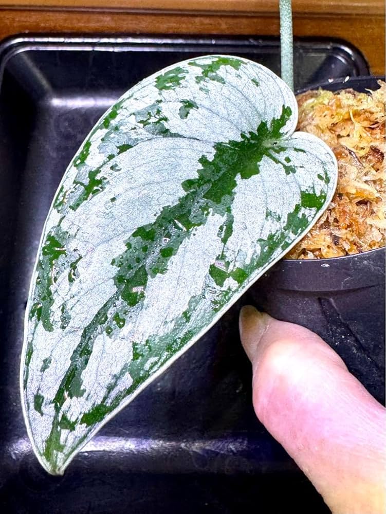 レア　silver mutate spore シルバームタテ　輸入株 レア silver mutate spore シルバームタテ 輸入株 レア silver mutate