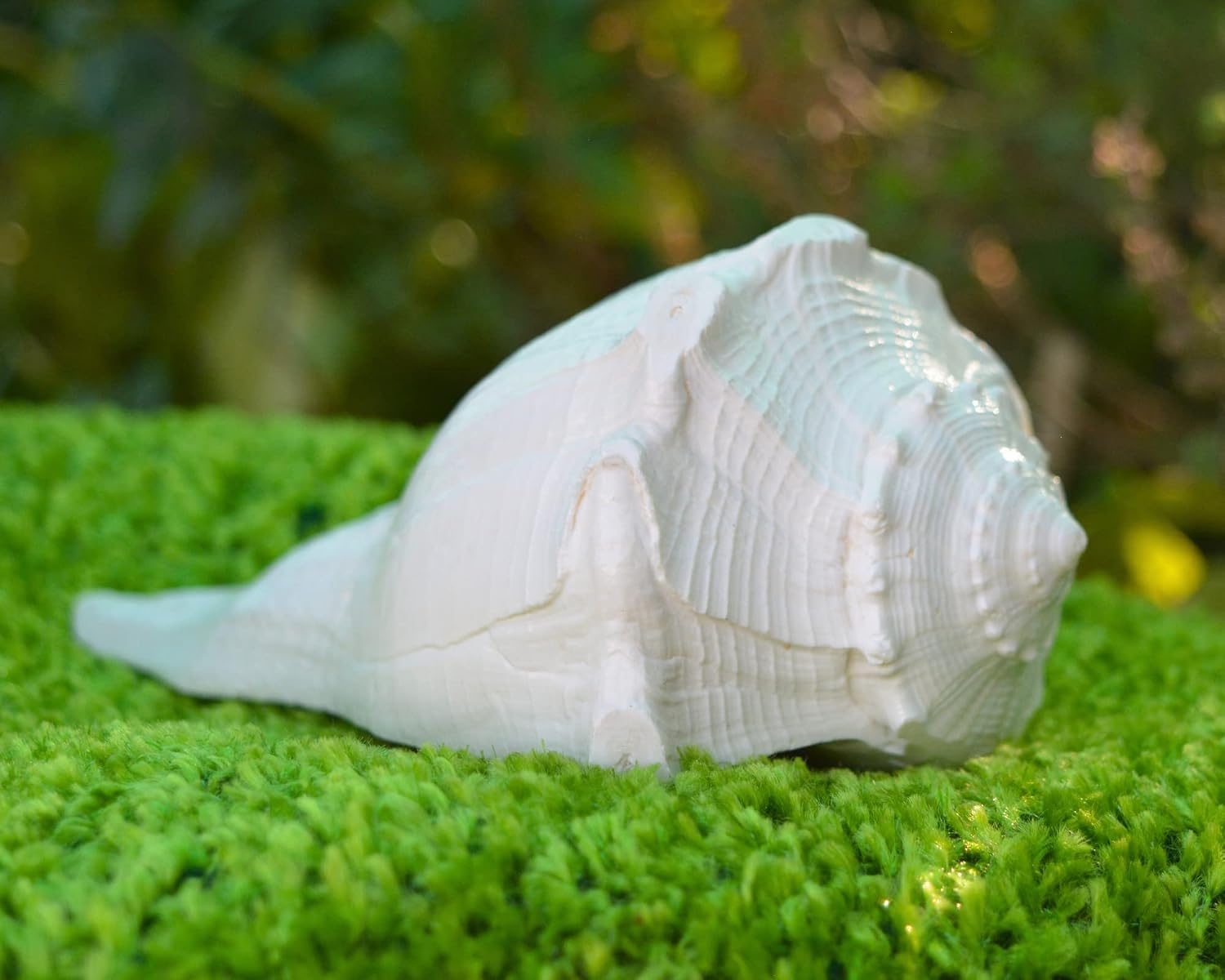 Dakshinavarti Shankh 6" inch | Natural Right-Handed Valampuri Conch Shell for Diwali Pooja | Lakshmi Sangu for Worship, Abhishek, Vastu, Decor & Hindu Religious Gift