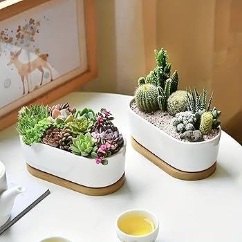 Amazon.co.jp: Facecolor 楕円形サボテン鉢 2個セット 植木鉢 多肉植物