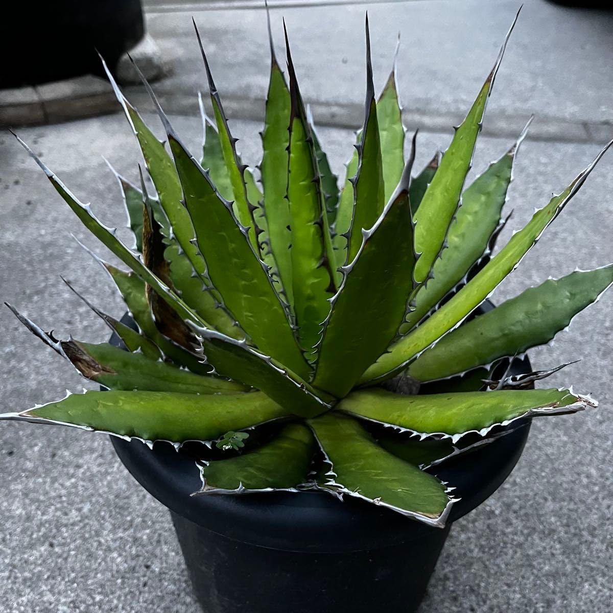 希少！Gallan ギャラン Violin Base 1970年代 共和商会 Styling]Nigel