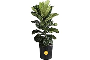 Magnificent Costa Farms Fiddle Leaf Fig: Thrive in Indoor Elegance with a Tropical Delight