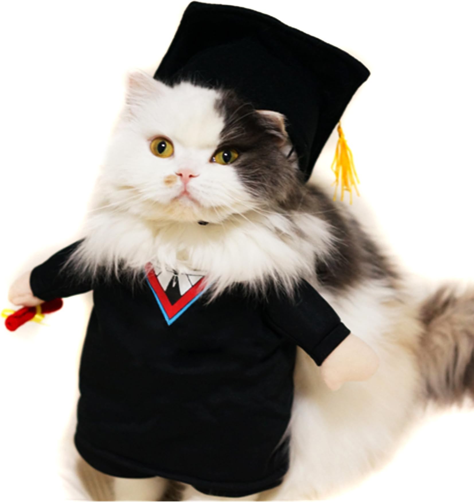 Alfie Pet - Kade The Graduate for Party Halloween Special Events Costume - Size: XL