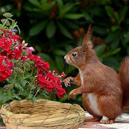 Miniatura 4 de Paquete de 2 nidos de pájaros para periquito de pinzón canario, paja tejida a mano de 4.7 pulgadas, nidos de cría y anidación de paja, perca de