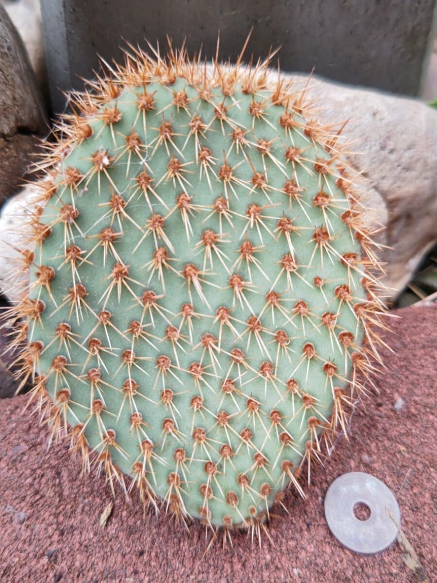 Amazon.co.jp: opuntia pycnantha オプンチア ピクナンサ