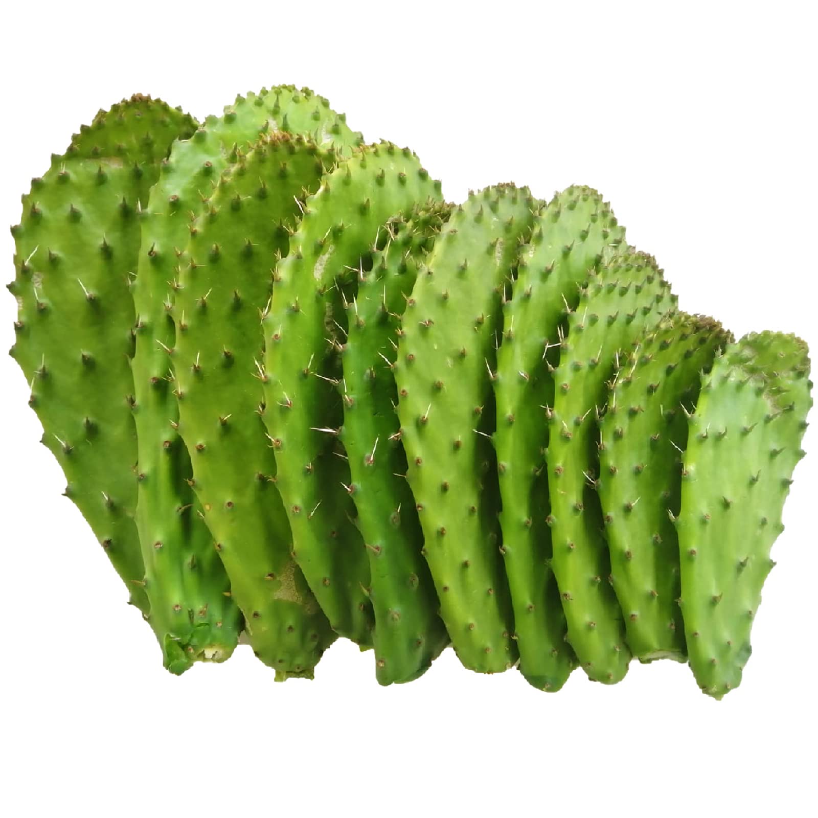 korbmarante stecklinge Calathea makoyana (Korbmarante) (S) | Olivia