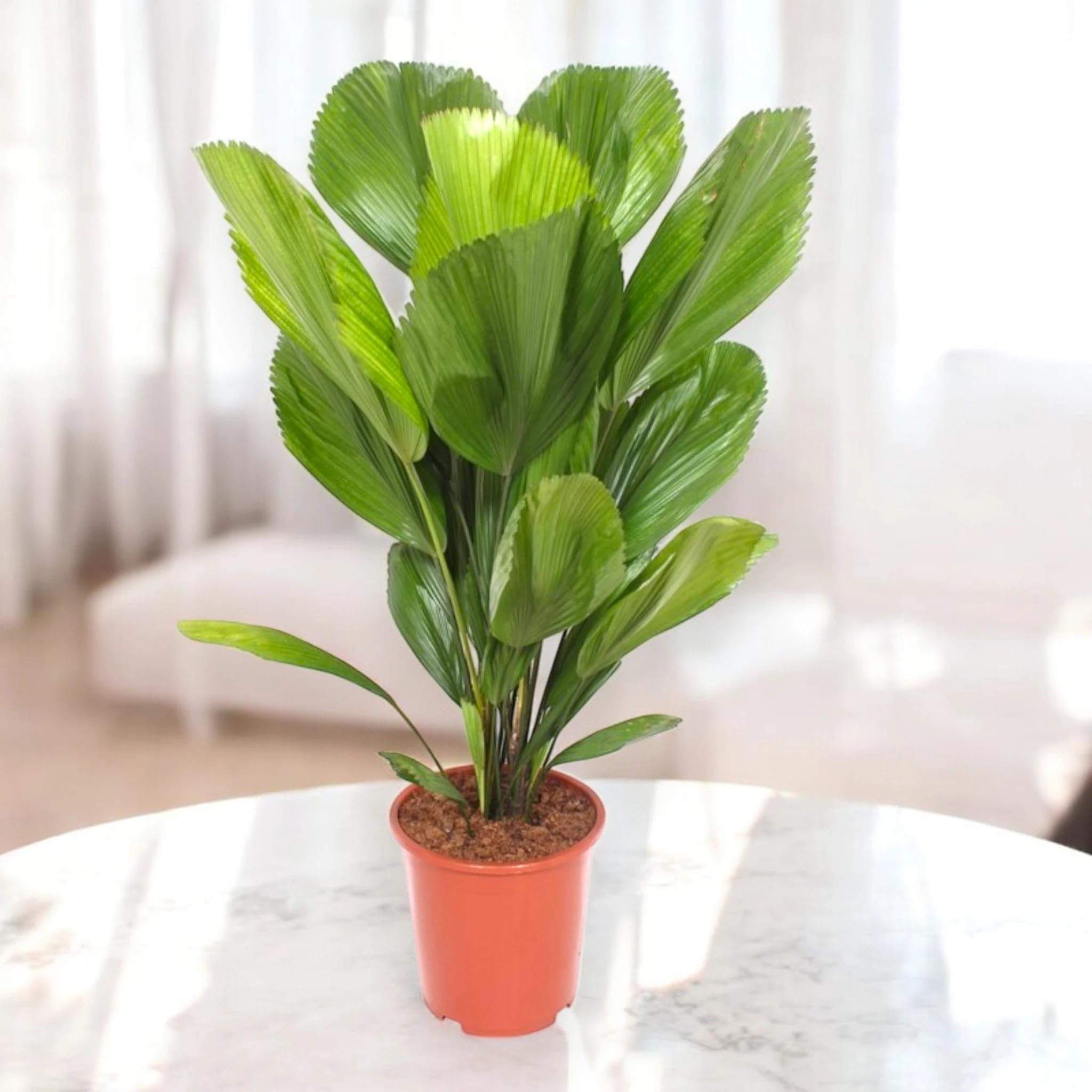 Licuala Pianta Ornamentale da Interno, Verde, 80 cm, Vaso 19