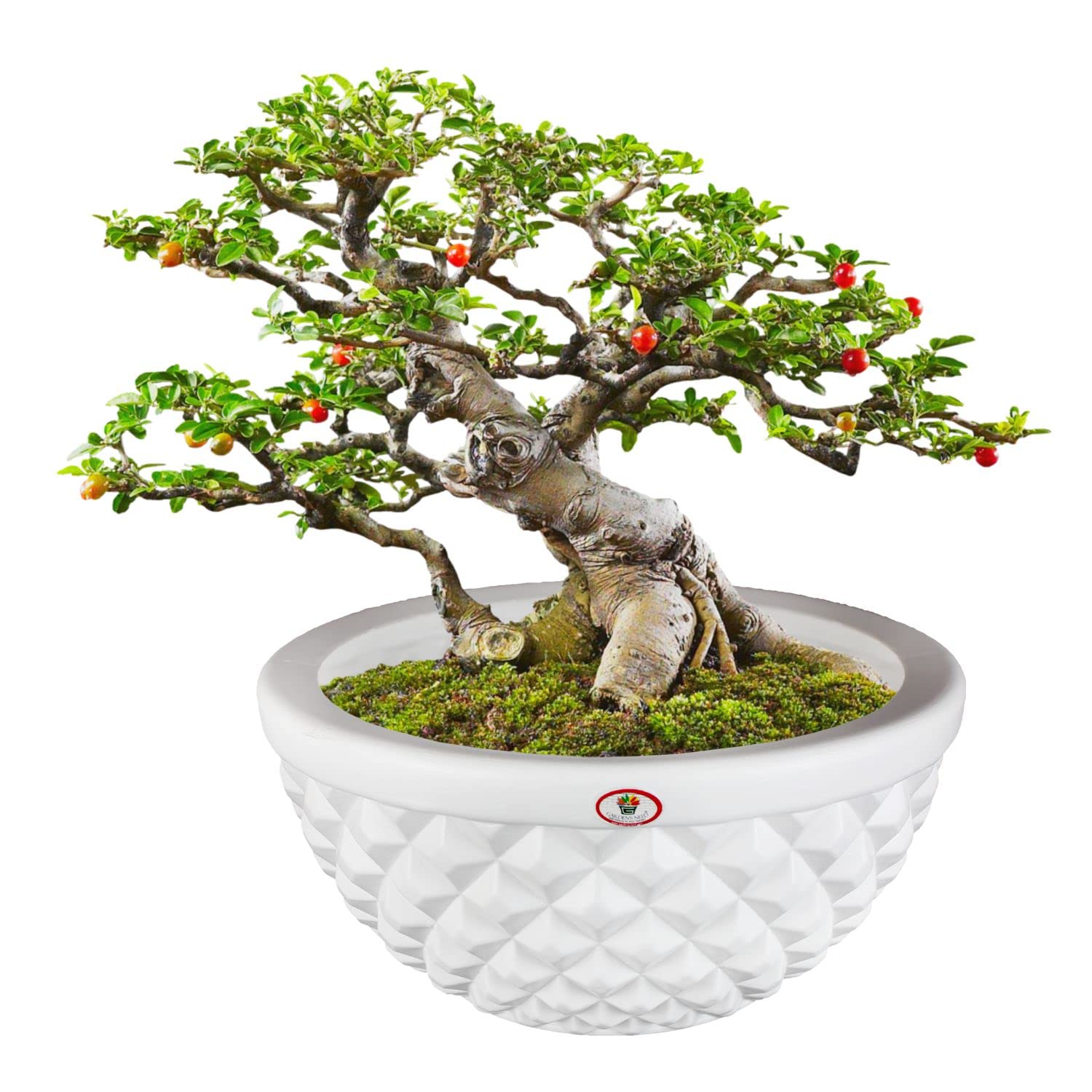 Gardens 12Inch(30.4cm) Round Shape Designer Fancy Decorative White Color Holden Pot Kohinoor Finish Plastic Flower Pot for Indoor & Outdoor Use, Perfect for Home, Office, and Garden Décor (Set of 1) (B0BPST7THG) Amazon Price History, Amazon Price Tracker