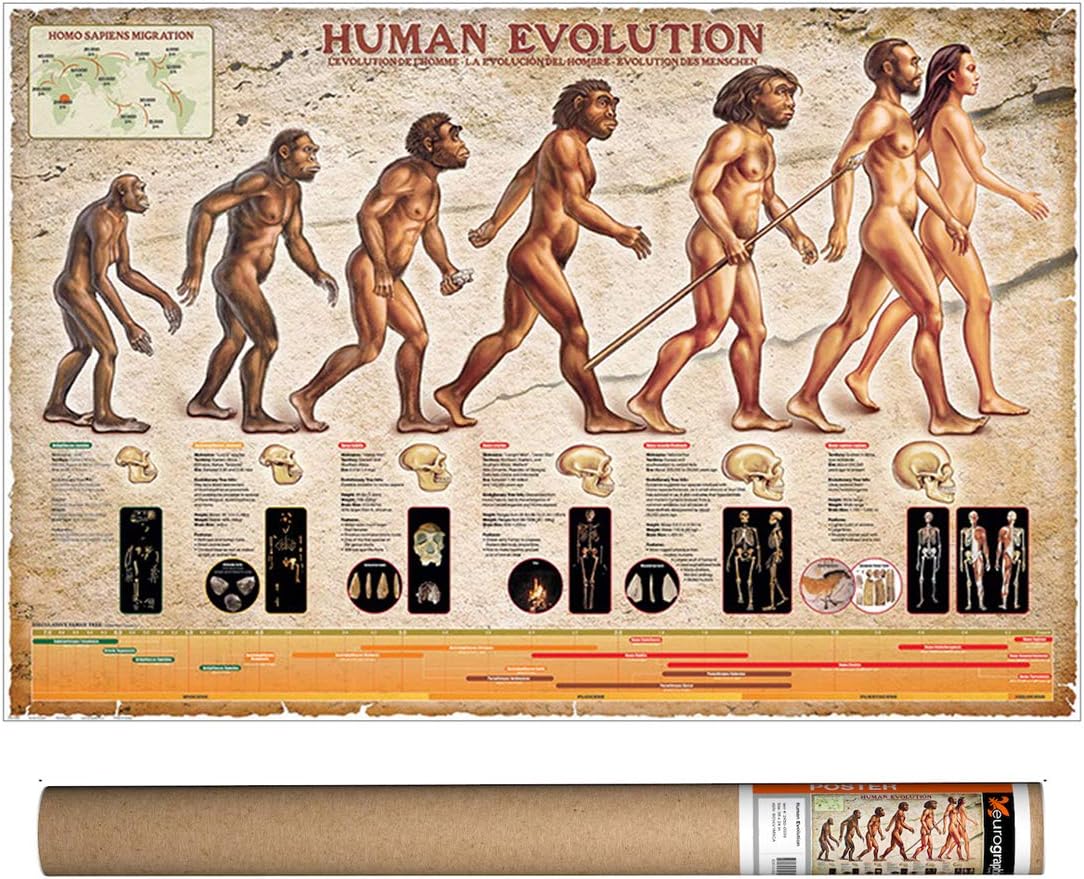 Human Evolution, Poster 36 x 24 inch by Eurographics