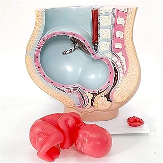 Study Model Pregnant Anatomy Model - Human Pregnaut Uterus Anatomical Models - PVC Material Human Pregnant Uterus 2 Parts for Teaching Model (Color : A) SaiFei