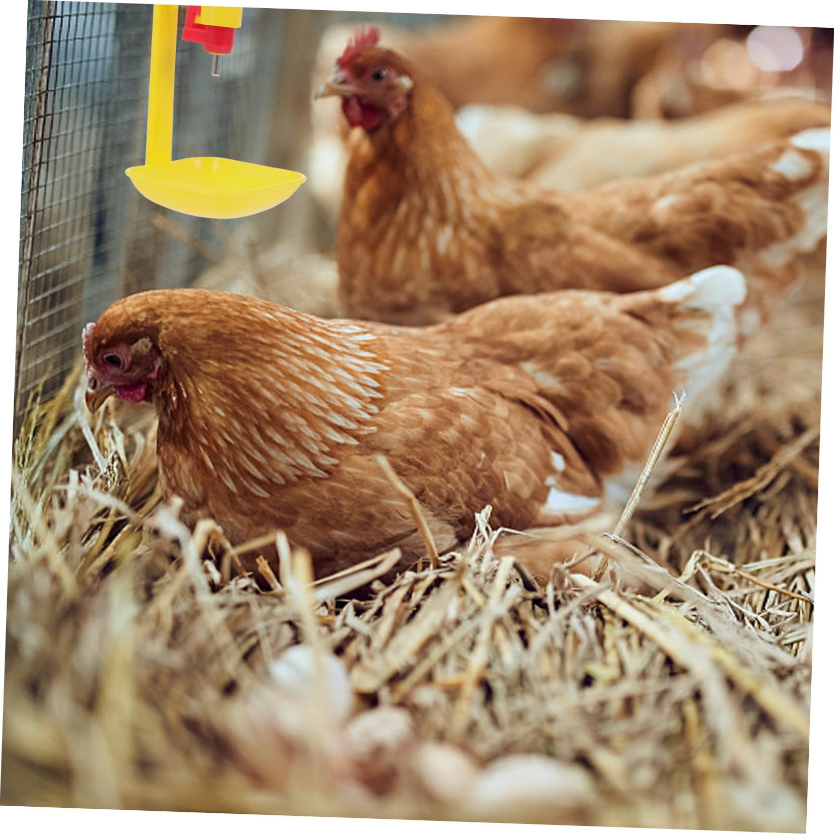 UPKOCH 10stücke Nippeltränke Für Huhn Automatische Hühnertränke Praktische Geflügeltränke Hühnertränknippel Wasserspender Für Huhn Hühnertränke Mit Nippel Automatische Trinkschale Für Hüh