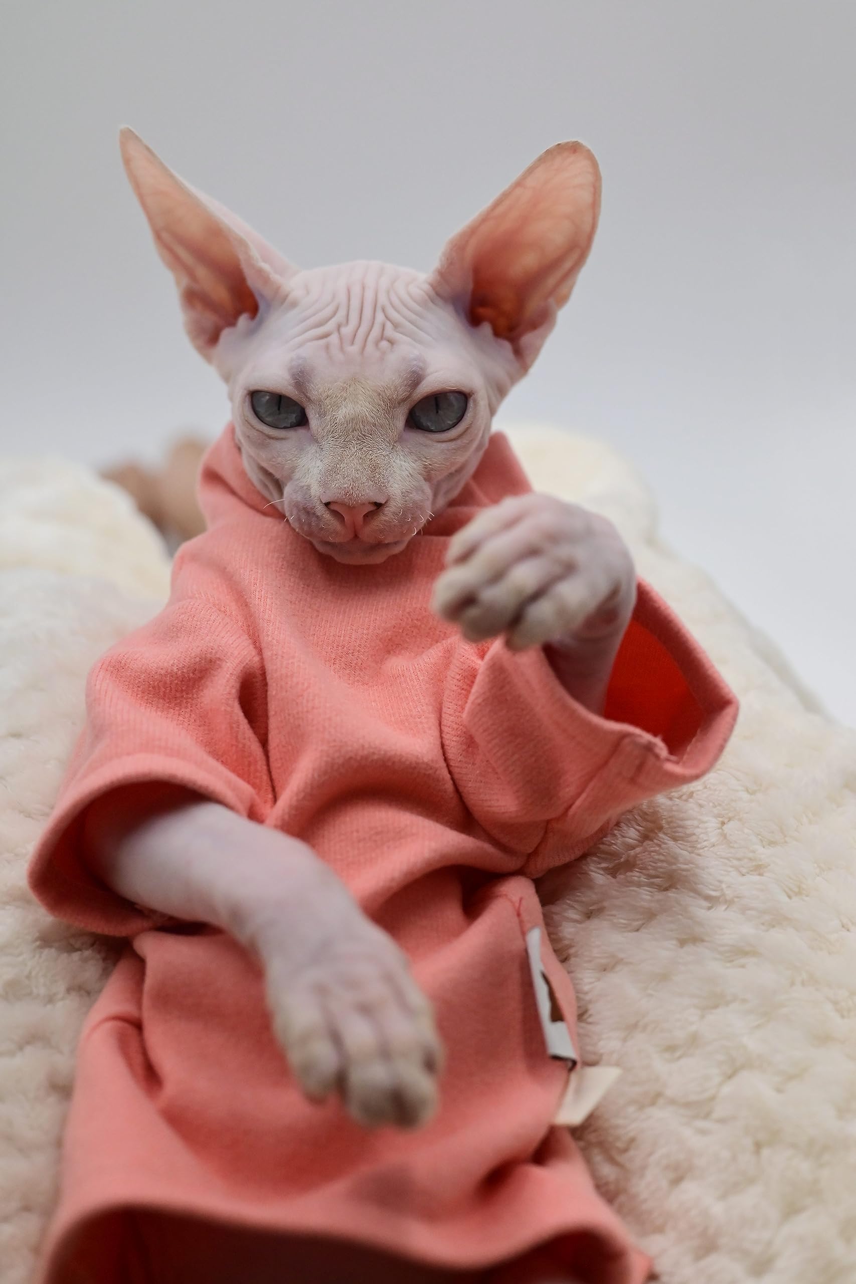 Cat Shirts For Cats Only Sphynx Cat Outfits Thick Baby Soft Cotton