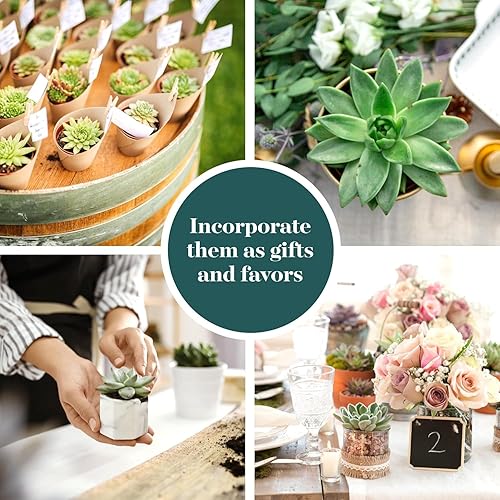 Miniatura 4 de Shop Succulents Rosette - Paquete de plantas suculentas a granel, colección a granel, mini plantas suculentas vivas, fácil cuidado, plantas de
