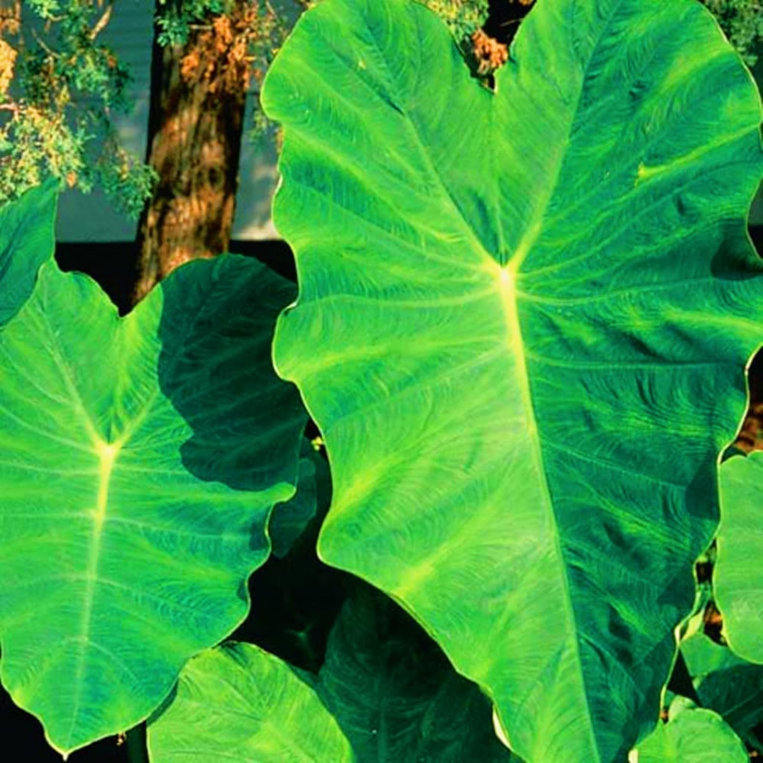 Elefantenohr Zwiebeln 3 Stück - Winterharte Mehrjährige Pflanze Tropischer Stil