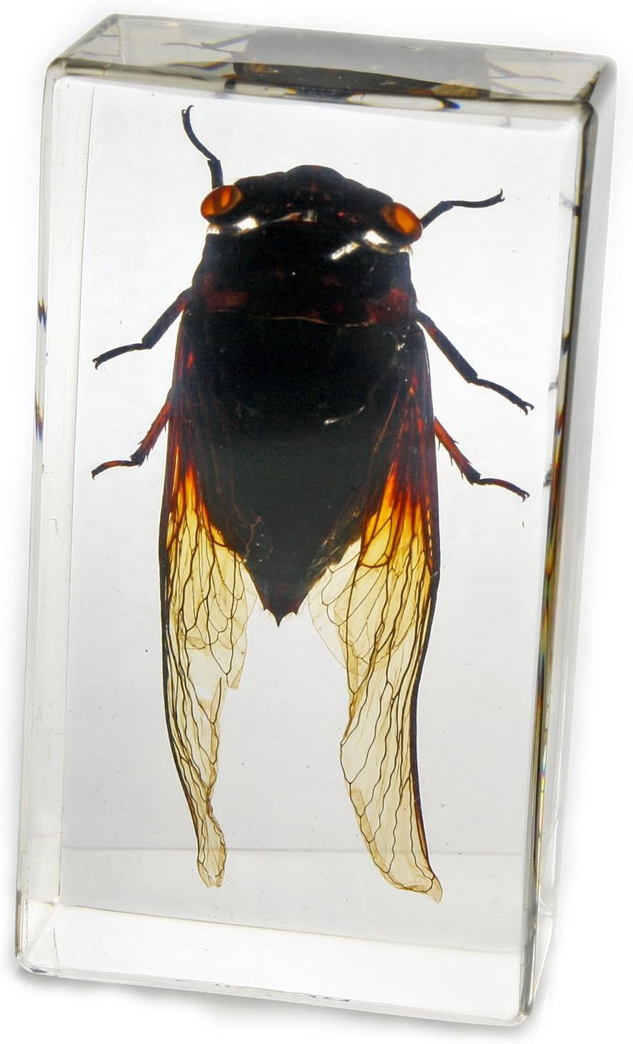 Cicada Paperweight (2.9x1.6x1)