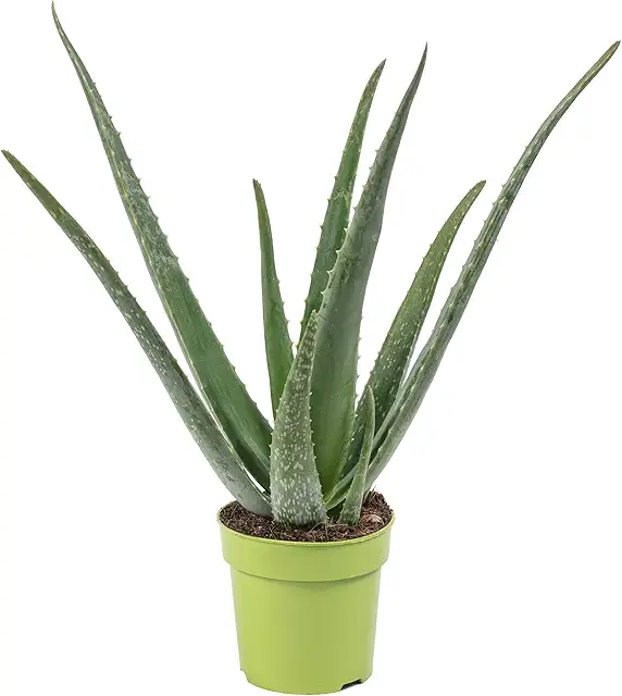 Aloe Vera Pflanze kaufen - pflegeleichte Zimmerpflanze, 40 cm hoch