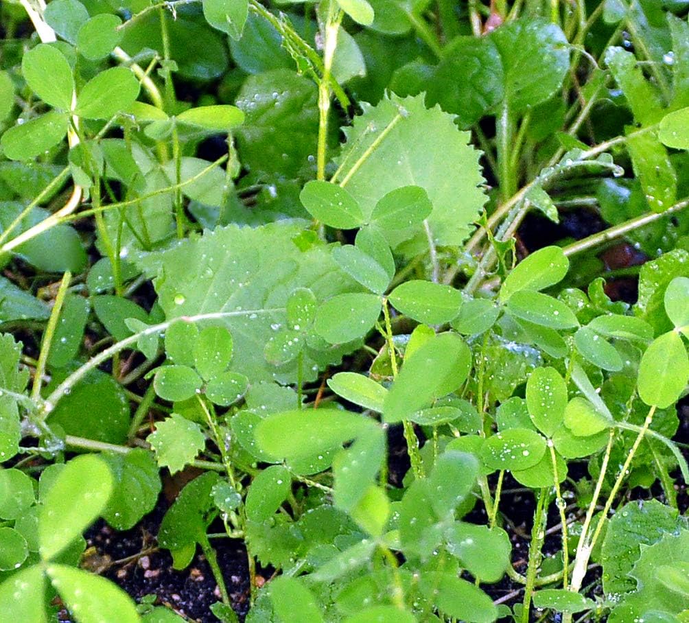 Whitetail Institute Vision Deer Food Plot Seed for Fall Planting, Perennial Blend of Clover, Chicory and Kale to Attract and Hold Deer, Heat, Cold and Drought Tolerant, 4 lbs (.5 Acres) : Sports & Outdoors