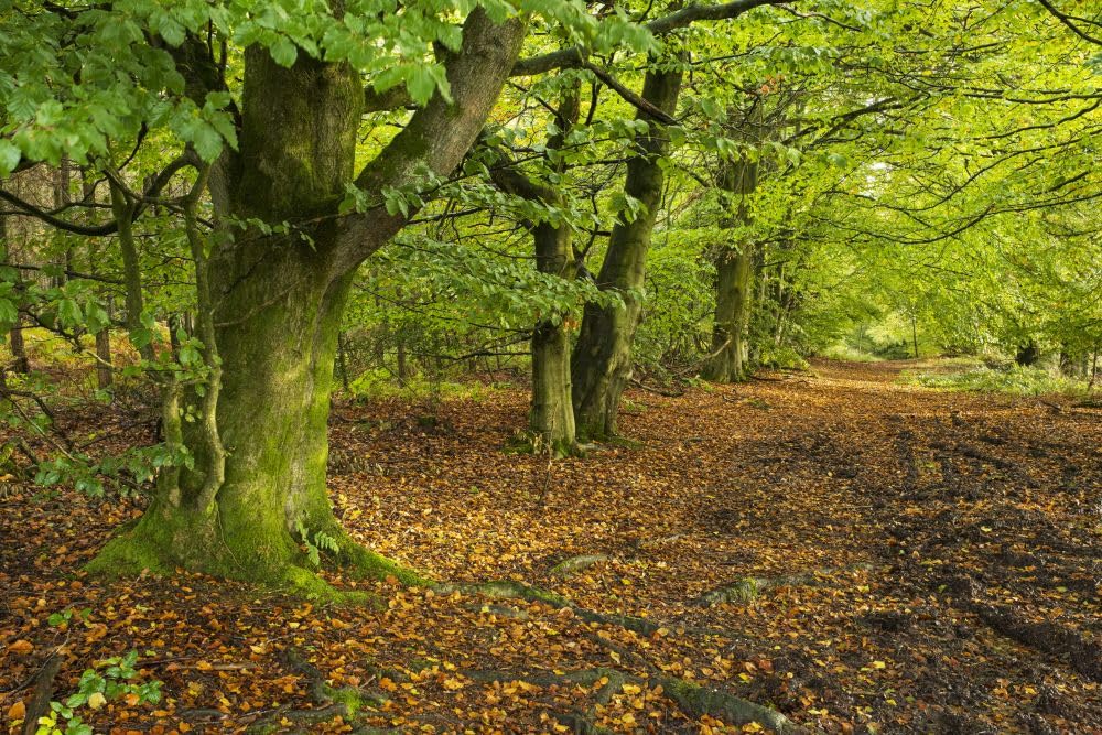 Trail through beech trees on Beacon Hill in Trellech in Wales. Poster Print by Loop Images Ltd. (20 x 13)