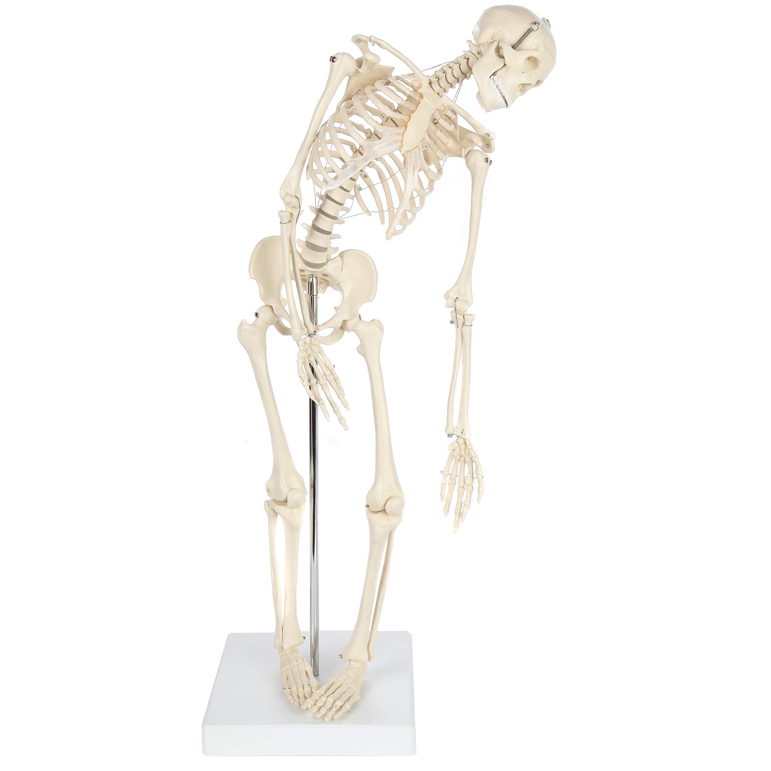 Rudiger Anatomie Miniature Skeleton Model, 25.5