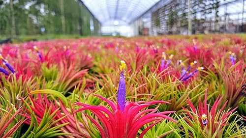 Miniatura 12 de Plantas de aire pequeñas – 3 Ionantha Fuego – Planta de aire de 1 a 2 pulgadas – El color y la forma varían según la temporada – Garantía de 30 días