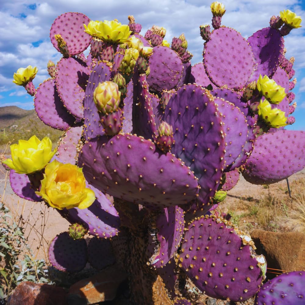 HILROQG Purple Prickly Pear Cactus