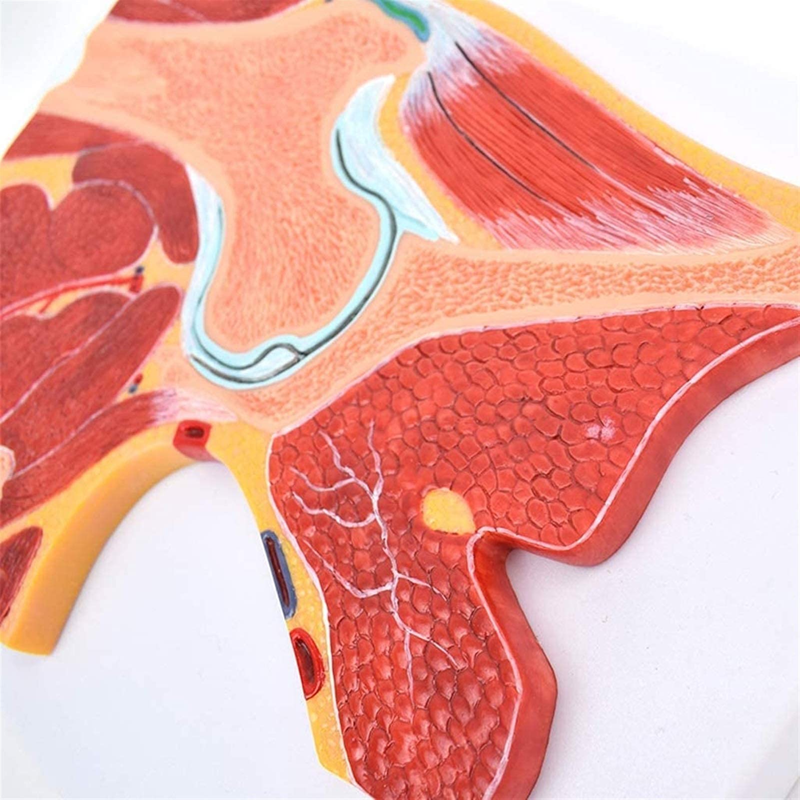 Model anatomiczny, model bioder, struktura mięśni szkieletowych, ortopedyczne stawy, nauczanie, dekoracja medyczna, statuetka, modele medyczne i materiały edukacyjne do medycznego modelu szkieletu