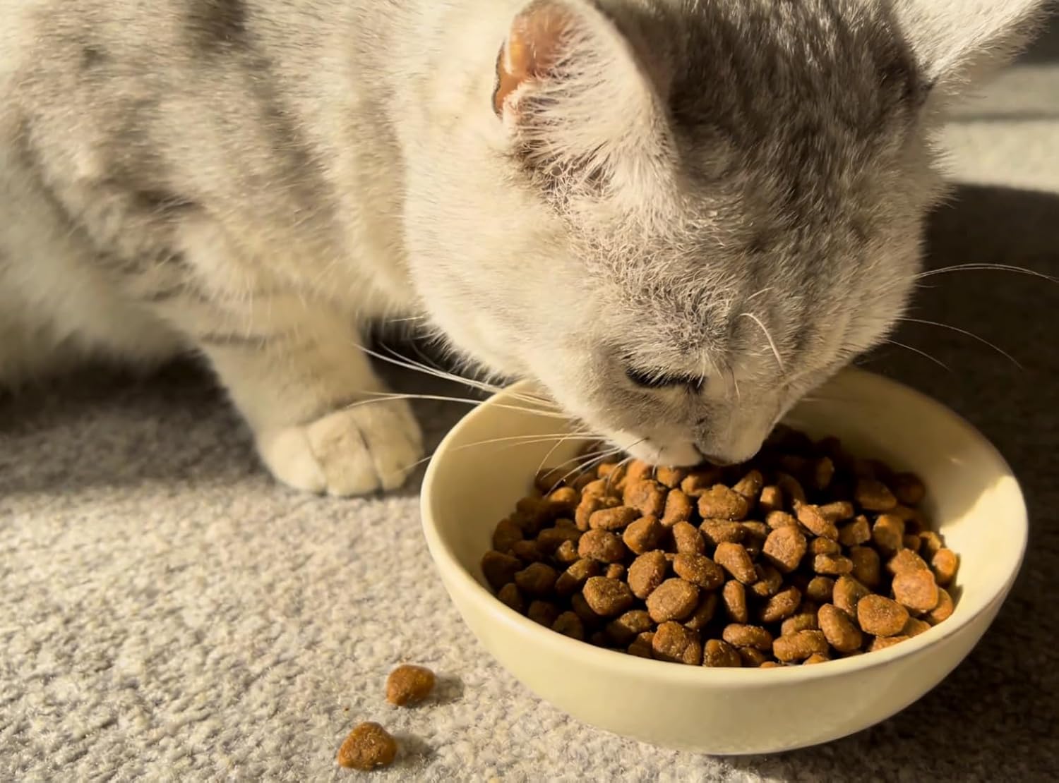 BuddyEver Crunchy & Creamy Cat Treats, Savory Seafood Flavor Training Cat Snacks, Real Salmon First Ingredient, 5 oz Bag