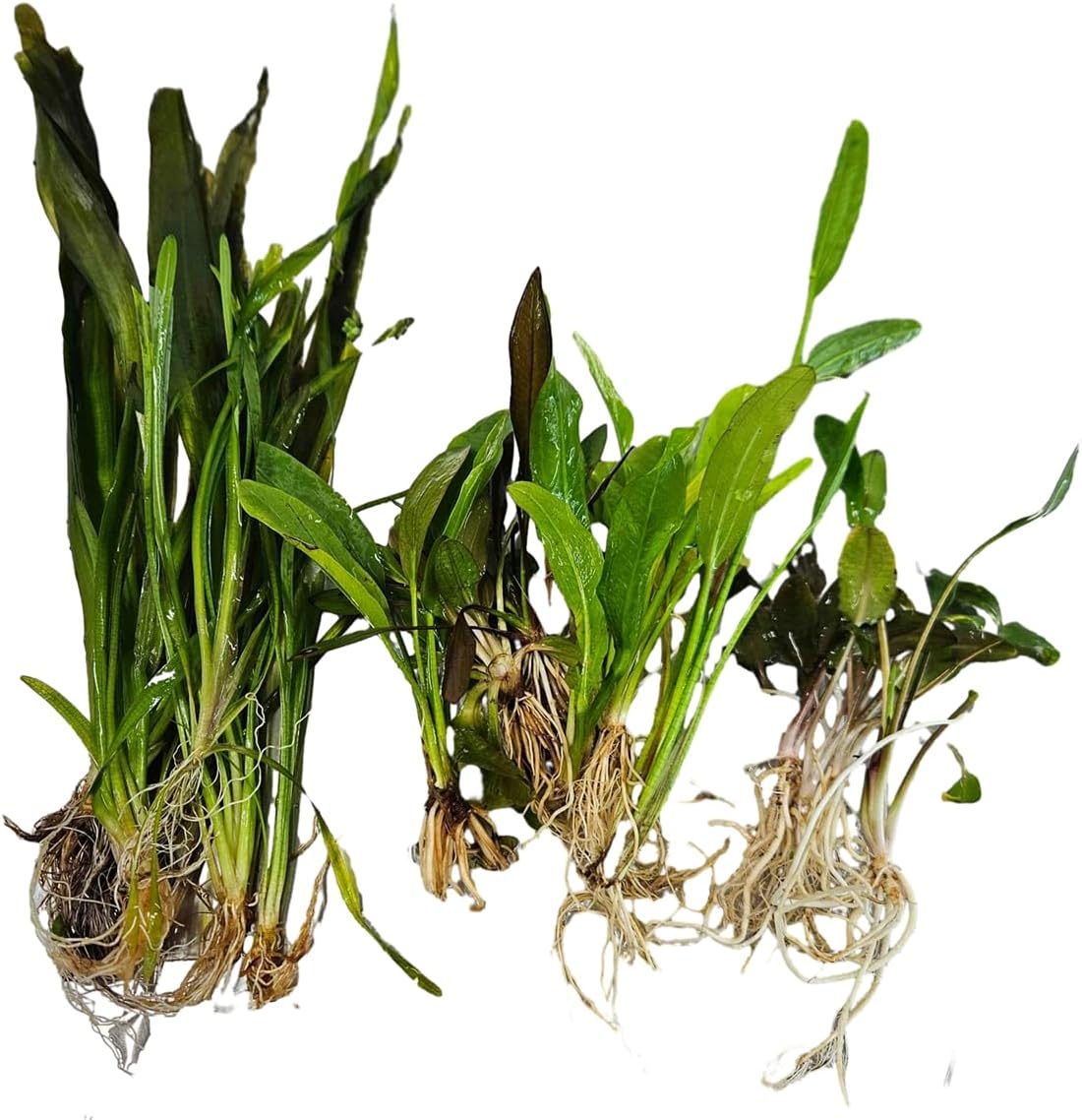 Amazon.com: Father Fish Live Rooted Aquarium Plant Pack - 18 Varieties ...