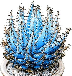 Saterkali Semillas de aloe vera, 100 piezas coloridas de aloe vera suculentas a base de hierbas bonsái balcón plantas de jardín decoración Semillas de aloe vera azul cielo