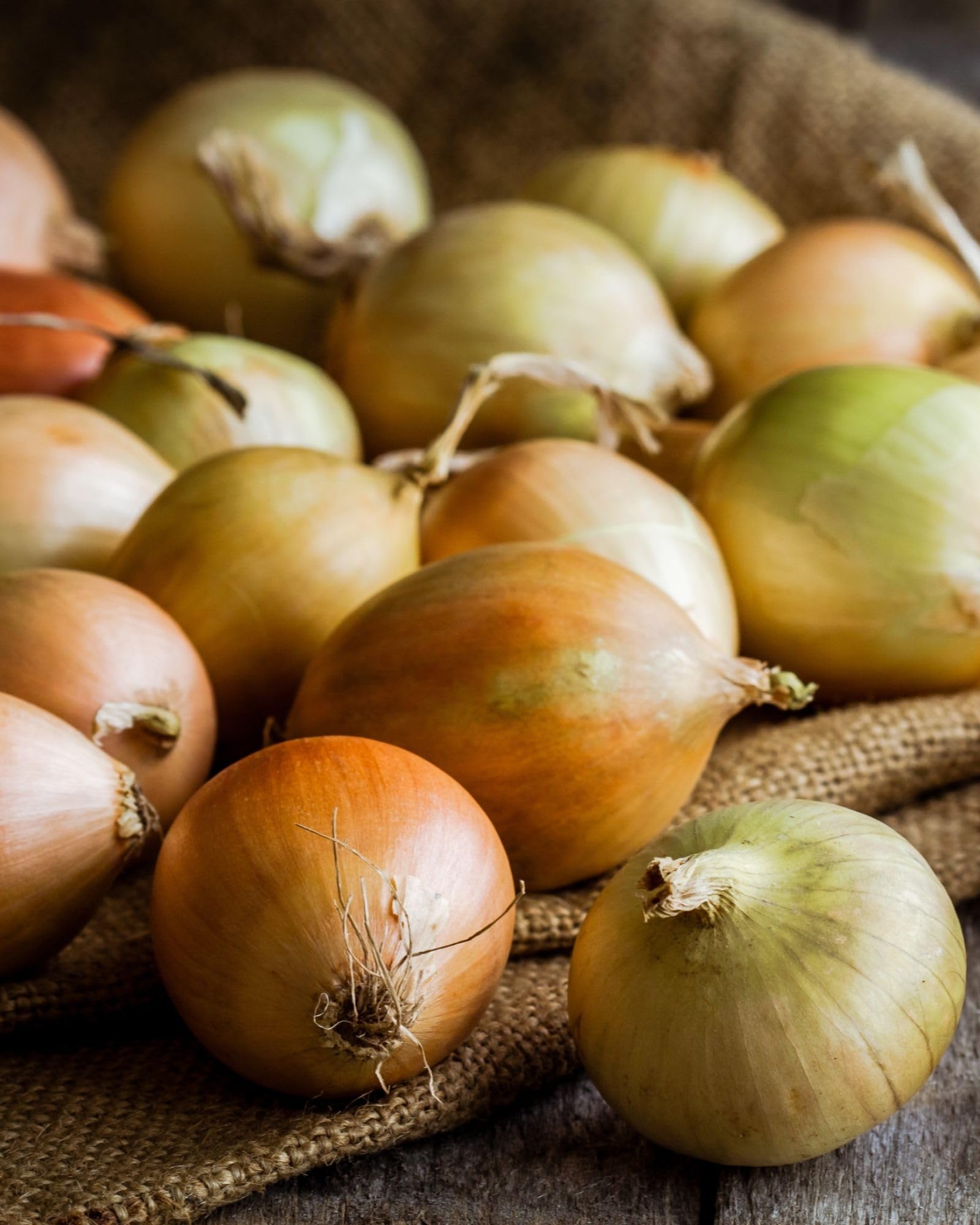 Onion Santero Improved Niz 37-82 F1 Seeds Early Maincrop Copper Brown Bulbs Resistant Downy Mildew Bolting Stores Well 1x Seed Packet by Thompson and Morgan