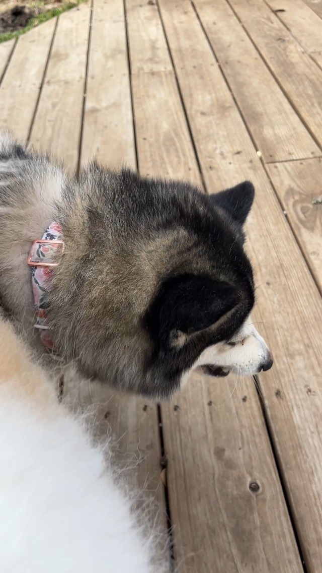 BEST Dog Treats? | Shameless Pets Blueberry Treasure Treat