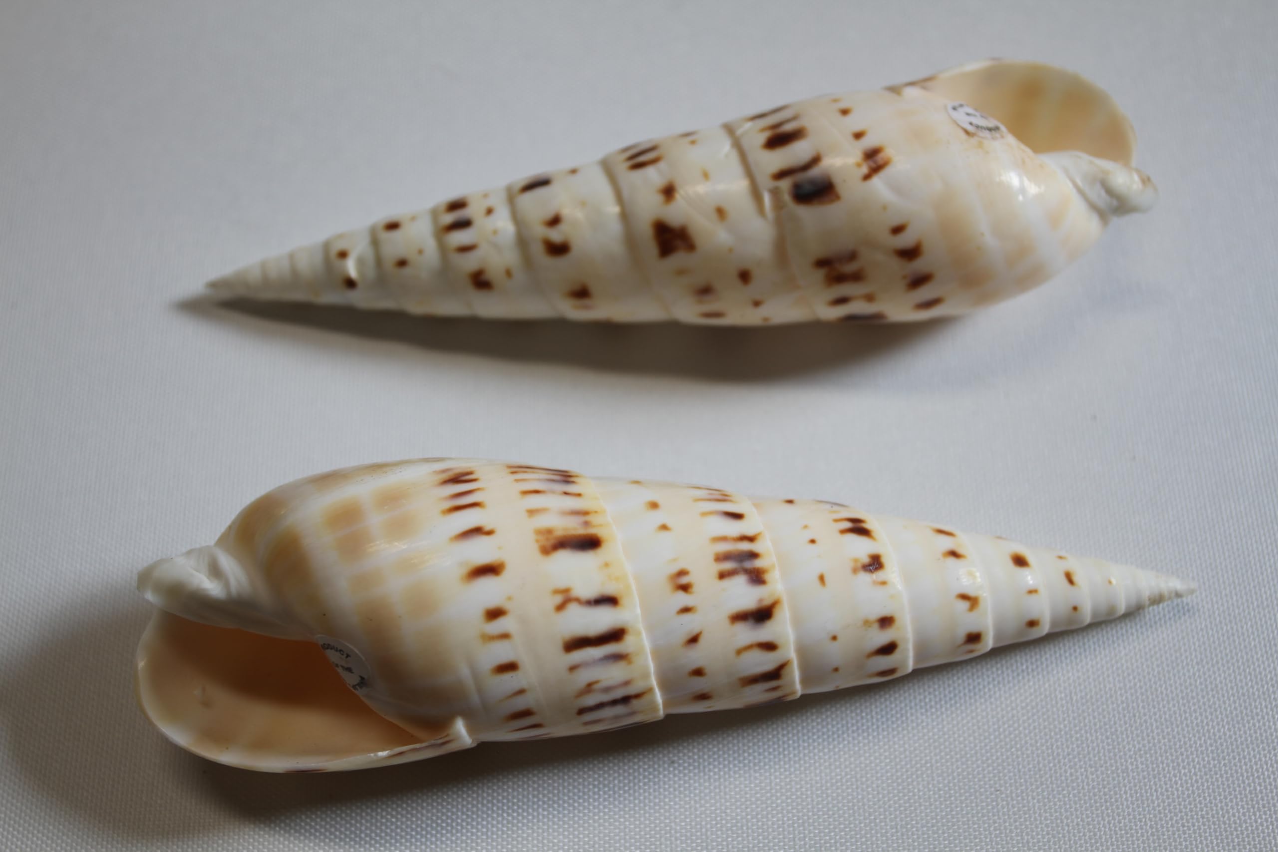 Terebra Maculata Seashells, 5-7 Inches, Natural Cream and Brown Pattern, Craft Quality, 2 Pieces SS-469
