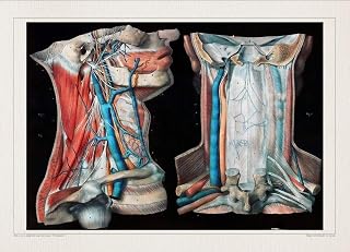 Anatomy HEAD NECK ARTERY print SRA3 12x18 conqueror laid paper